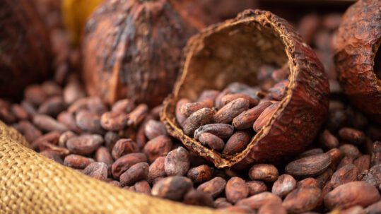 Dried,Cocoa,Beans,And,Dried,Cocoa,Pods,Are,Poured,Into